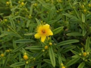 Hypericum prolificum