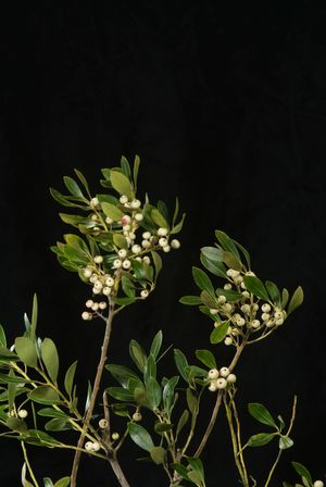 Ilex glabra 'Leucocarpa', white-fruited inkberry, ivory-white berries against smooth spineless dark green evergreen leaves