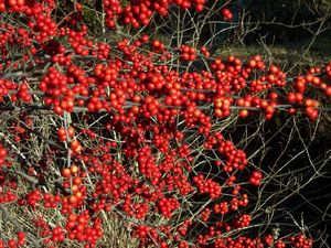 Ilex verticillata 'Winter Red', winterberry, profuse glossy red berries crowding bare deciduous stems in winter