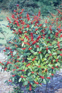Ilex verticillata 'Maryland Beauty', winterberry, masses of bright red berries on bare deciduous stems in winter