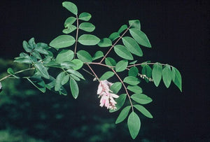 Indigofera incarnata Chinese indigo, a low spreading legume with soft pink pea flowers over ferny foliage.