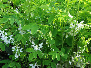 Indigofera incarnata 'Alba' white Chinese indigo, a low spreading legume with small white pea flowers over ferny foliage.