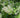 Itea chinensis