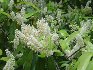 Itea chinensis Chinese sweetspire, a compact evergreen shrub with glossy leaves and slender white flower spikes.