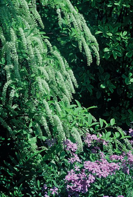 Itea virginica ‘Henry's Garnet’