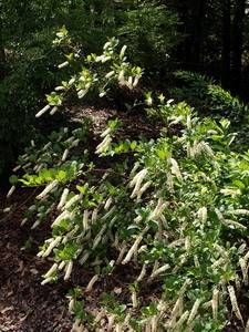 Itea virginica 'Longspire' Virginia sweetspire, a native shrub with long arching white flower racemes and red-burgundy fall color.