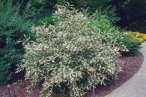 Itea virginica ‘Sarah Eve’