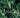 Clethra barbinervis