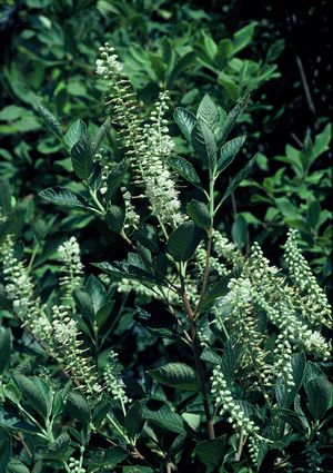 Clethra barbinervis, Japanese clethra, white summer flower racemes and smooth polished exfoliating bark.
