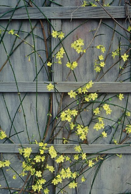 Jasminum nudiflorum