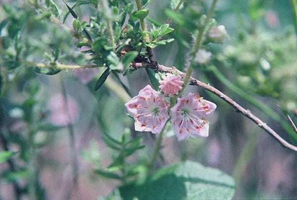 Kalmia hirsuta