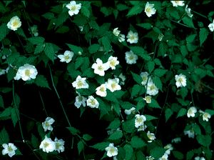 Kerria japonica 'Alba', white Japanese kerria, creamy single five-petaled flowers on bright green arching canes