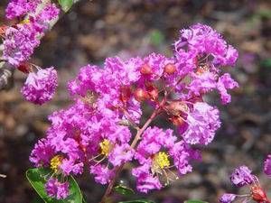 Lagerstroemia indica 'New Orleans', dwarf crape myrtle, rich purple crepe-textured flowers on a low weeping mound