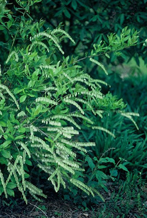 Leucothoe racemosa sweetbells, arching stems with one-sided racemes of small white bell flowers