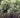 Ligustrum quihoui