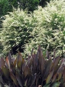 Ligustrum quihoui