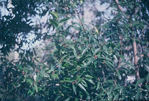 Lindera fragrans