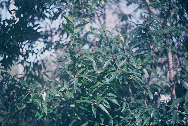 Lindera fragrans