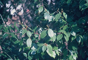 Lindera strychnifolia, the evergreen spicebush known as wu yao, showing glossy three-veined leaves with bronze new growth.