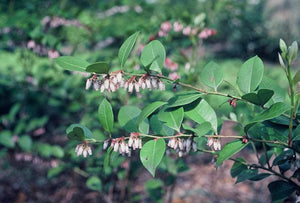 Lyonia lucida fetterbush, glossy evergreen leaves with clusters of small white-to-pink bell flowers