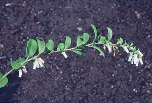 Lyonia lucida 'Morris Minor' compact fetterbush, small rounded glossy evergreen leaves on a dense arching shrub