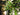 Myrica cerifera ‘Luray’