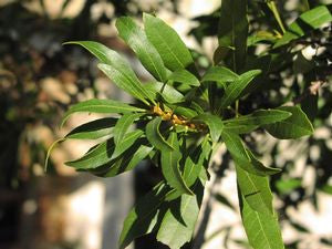 Myrica cerifera 'Luray', southern wax myrtle, dense aromatic olive-green evergreen foliage