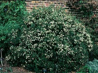 Myrtus communis