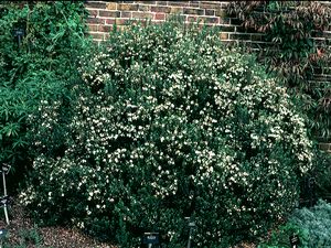 Myrtus communis, true myrtle, glossy dark green aromatic evergreen foliage with starry white flowers