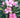 Nerium oleander 'Hardy Pink'