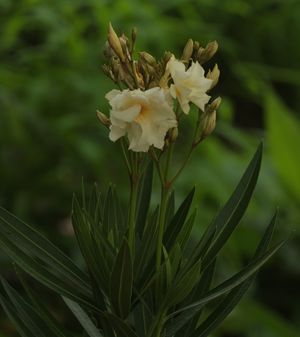 Nerium oleander 'Double Yellow', double primrose-yellow oleander flowers against glossy dark green leaves