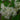 Neviusia alabamensis, Alabama snow-wreath, feathery petalless white flowers along arching deciduous branches.