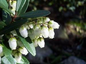 Pieris phillyreifolia