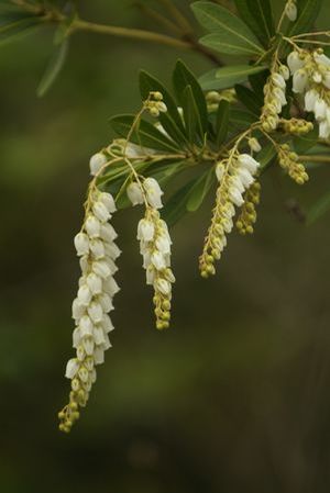 Pieris ryukyuensis 'Temple Bells', lily-of-the-valley shrub, white bell flowers and bronze new growth.