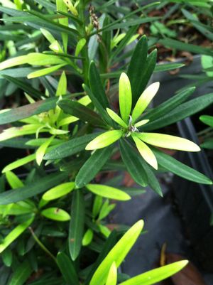 Podocarpus macrophyllus, low-growing yew pine, dense spreading glossy green foliage.