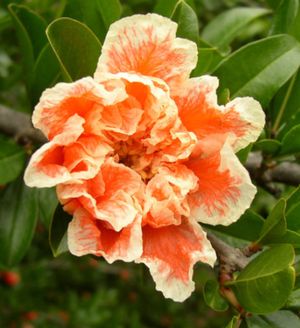 Punica granatum 'California Sunset'