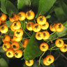 Pyracantha 'Yellow Berried' firethorn, dense clusters of clear yellow berries among small glossy evergreen leaves