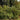 Quercus prinoides, dwarf chinquapin oak, glossy chestnut-like toothed leaves on a small, thicket-forming shrub oak.