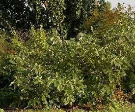 Quercus prinoides, dwarf chinquapin oak, glossy chestnut-like toothed leaves on a small, thicket-forming shrub oak.