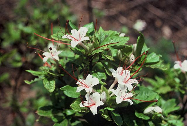 Rhododendron arborescens