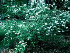 Rhododendron atlanticum