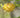 Rhododendron austrinum