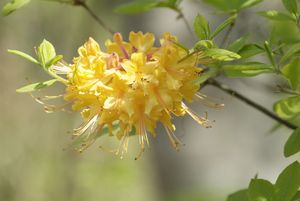 Rhododendron austrinum Florida azalea, fragrant gold and orange trumpet flowers in early spring before the leaves.