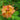 Rhododendron calendulaceum, flame azalea, funnel-shaped flowers in fiery yellow to orange and scarlet on an upright native shrub.