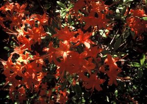 Rhododendron flammeum, Oconee azalea, trusses of fiery orange-red funnel-shaped flowers on a native deciduous shrub.