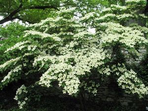 Cornus kousa var. chinensis