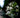 Rhododendron serrulatum