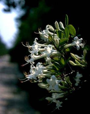 Rhododendron serrulatum hammocksweet azalea, fragrant white late-summer flowers with long stamens.
