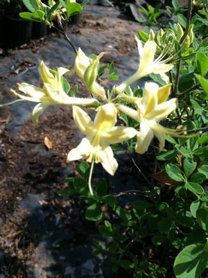 Rhododendron atlanticum x austrinum (Pale Yellow)