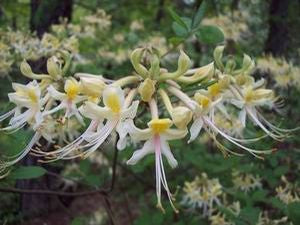Rhododendron austrinum 'Alba'